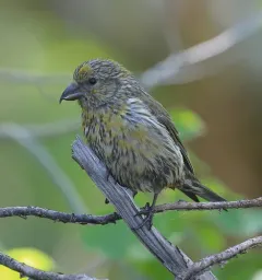 Cassia Crossbill thumbnail 4