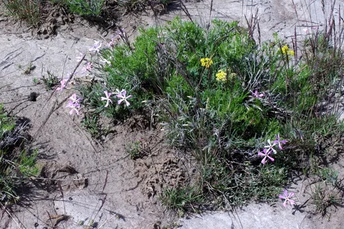 cold desert phlox