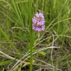 downy pagoda plant thumbnail 3
