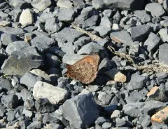 Ross's Alpine thumbnail 1