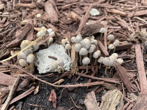 Coprinellus curtoides