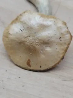 Hygrophorus vernalis thumbnail 4