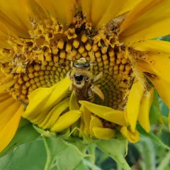 Sunflower Chimney Bee thumbnail 4