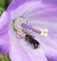 Small Scissor Bee thumbnail 4