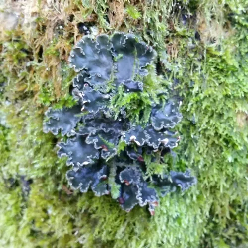 tree pelt lichen