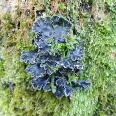 tree pelt lichen thumbnail 1