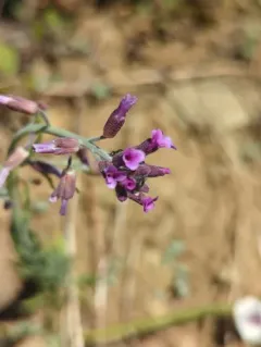 Klamath rockcress thumbnail 3