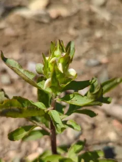 howell's lousewort thumbnail 4