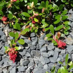 Manzanita Leafgall Aphid thumbnail 4