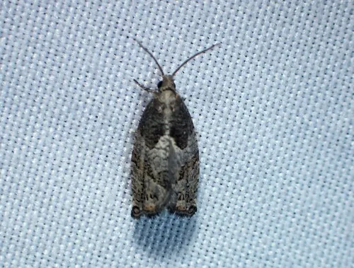 Small Gypsonoma Moth
