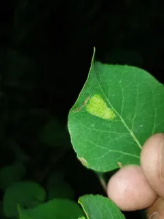 Aspen Leaf Blotch Miner thumbnail 4