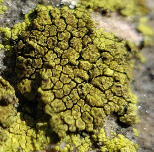 Yellow Cobblestone Lichen