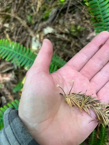 Paragymnopus sequoiae