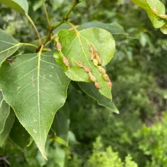 Bead-like Cottonwood Gall aphid thumbnail 3