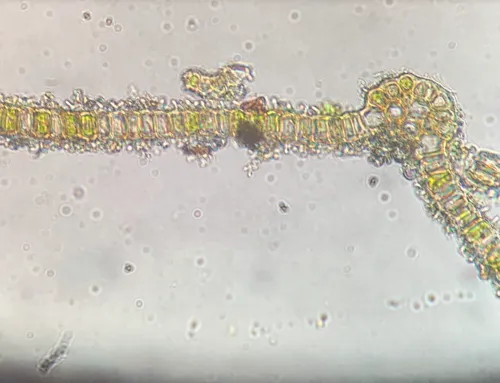 Orthotrichum pellucidum