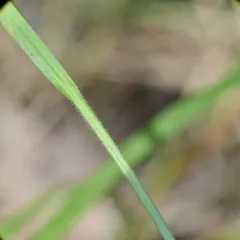 Torrey's Sedge thumbnail 3