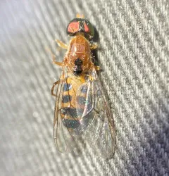 Sargus elegans thumbnail 3