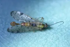 Clouded Scorpionfly thumbnail 3