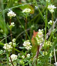 Heath Bedstraw thumbnail 3