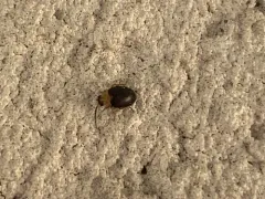 Sacodes thoracica thumbnail 2