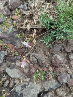 Trout Creek Milkvetch thumbnail 3