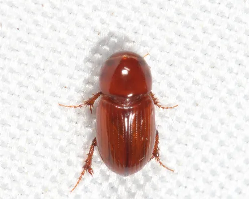 Alloblackburneus rubeolus