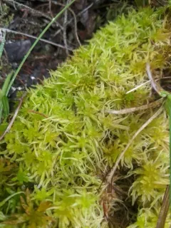 Angerman's sphagnum thumbnail 2