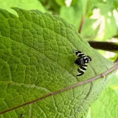 Rhagoletis tabellaria thumbnail 4