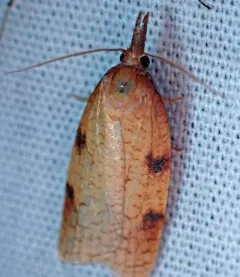 Sparganothis boweri thumbnail 4