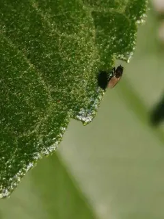 Coproica ferruginata thumbnail 2