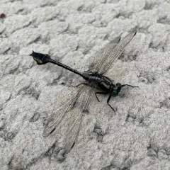 Skillet Clubtail thumbnail 3