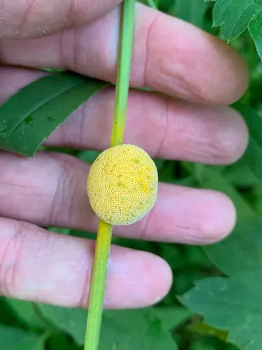 Puccinia alnetorum