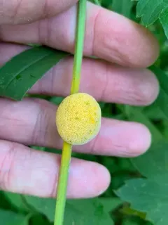 Puccinia alnetorum thumbnail 1