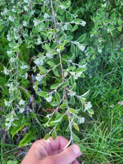 silverleaf cotoneaster thumbnail 1