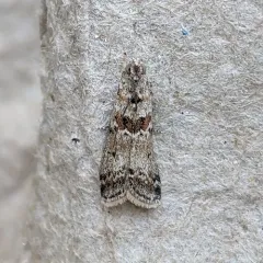 Sugarbeet Crown Borer Moth thumbnail 2