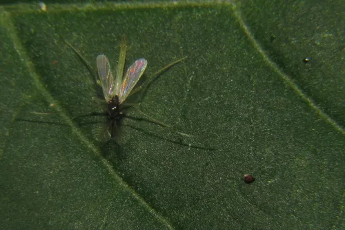 Phaenopsectra punctipes