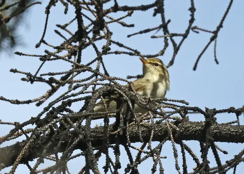 Arctic Warbler