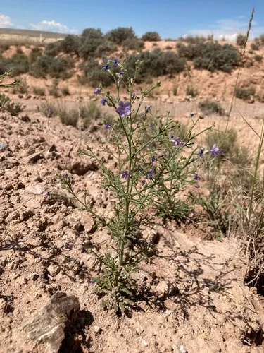 Sticky Gilia