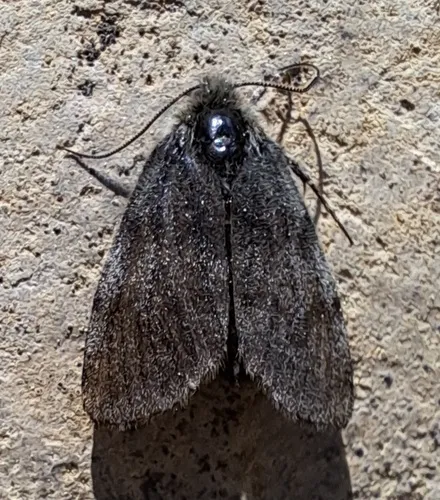 Parabarrovia keelei