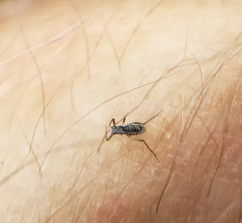 pine needle aphid