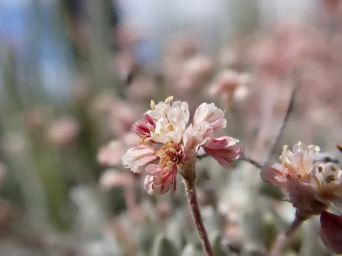 Railroad Canyon Wild Buckwheat