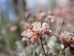Railroad Canyon Wild Buckwheat thumbnail 1