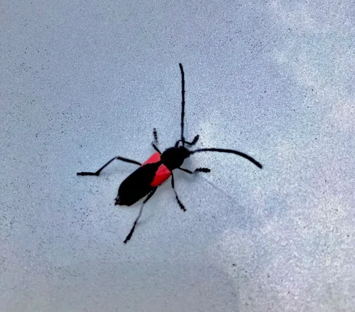 Red Triangle Long-horned Beetle