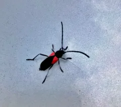 Red Triangle Long-horned Beetle thumbnail 1