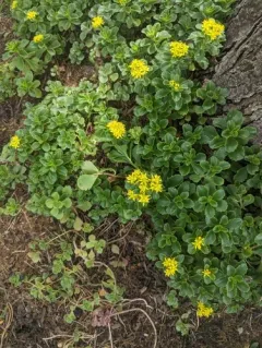 yellow stonecrop thumbnail 2