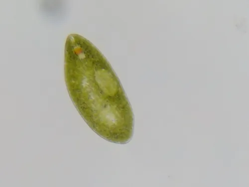 Euglena ehrenbergii