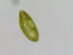 Euglena ehrenbergii thumbnail 1