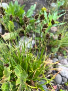 Thickhead sedge thumbnail 3