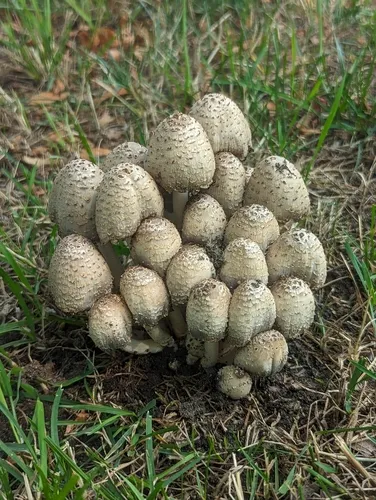 Coprinopsis strossmayeri