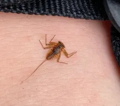 Epeorus longimanus thumbnail 3